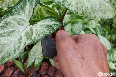 合果芋风水|合果芋的神奇风水作用（家里养合果芋好吗？合果芋能带来哪些好。